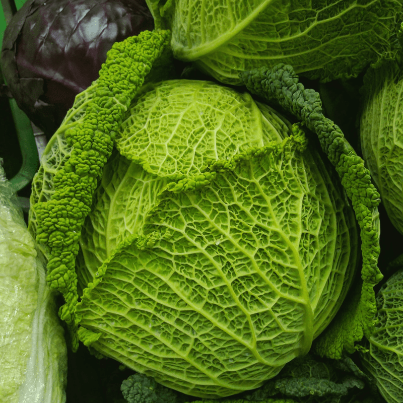 Cabbage, Nutrition Counselling, Coach Haus